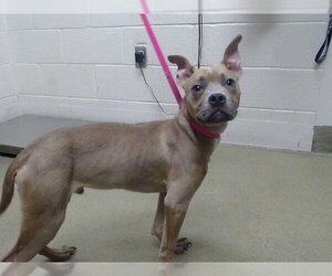 Mutt Dogs for adoption in Moreno Valley, CA, USA