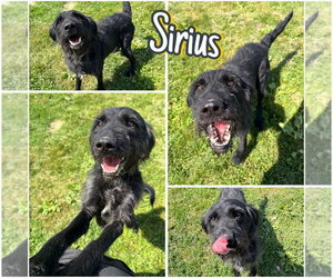 Mutt Dogs for adoption in Pierceton , IN, USA
