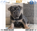 Puppy Riley French Bulldog