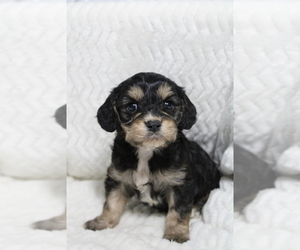Cavapoo Puppy for sale in CARLISLE, KY, USA