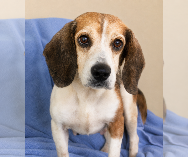 Medium Photo #1 Beagle-Unknown Mix Puppy For Sale in Dunnellon, FL, USA