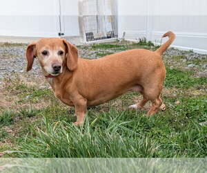 Dachshund Dogs for adoption in Shelbyville, TN, USA