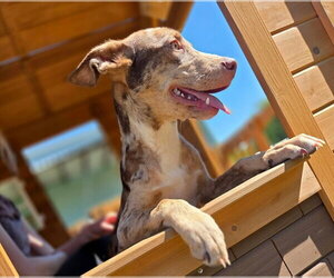 Ryder - Male Catahoula Leopard Dog-Unknown Mix Dog for Adoption - Photo #4