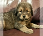 Small Photo #4 Tibetan Mastiff Puppy For Sale in LANCASTER, SC, USA