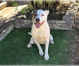 Terrific Ms Torie ~ Gentle Companion - Female American Staffordshire Terrier Dog for Adoption - Photo #2