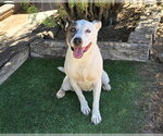 Small Photo #2 American Staffordshire Terrier Puppy For Sale in Albuquerque, NM, USA