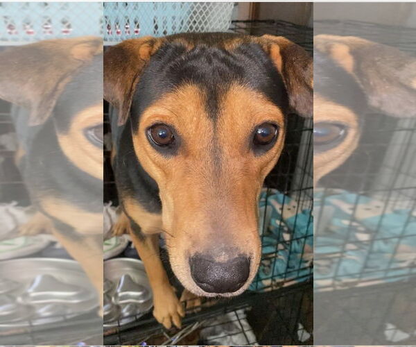 Medium Photo #2 Mutt Puppy For Sale in Holly Springs, NC, USA