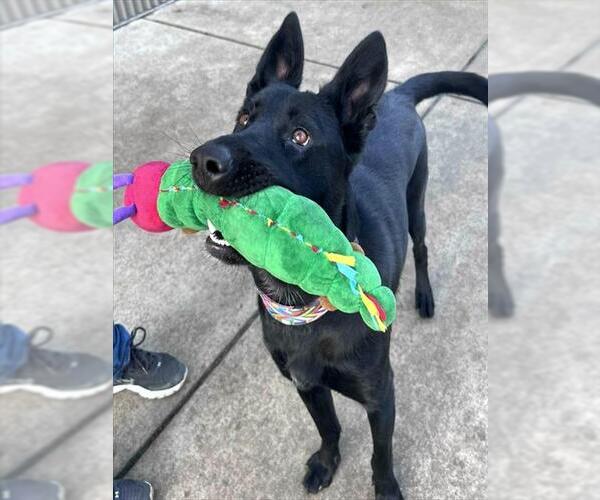 Medium Photo #2 Shollie Puppy For Sale in Sacramento, CA, USA