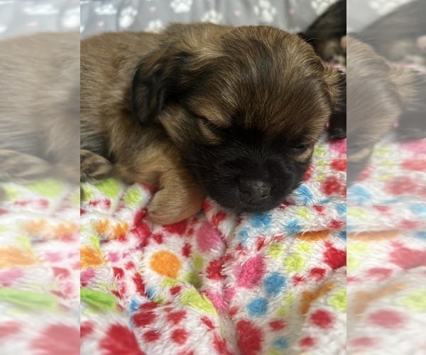 Medium Photo #2 ShiChi Puppy For Sale in SPRING HILL, TN, USA