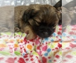 Small Photo #2 ShiChi Puppy For Sale in SPRING HILL, TN, USA