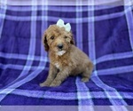 Small #1 Cavapoo (Miniature)