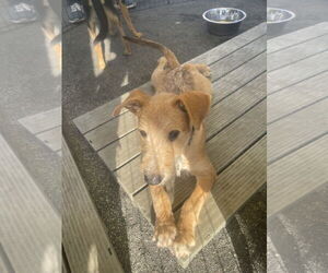 Irish Terrier Dogs for adoption in Victorville, CA, USA