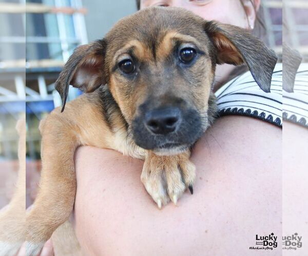 Medium Photo #3 Mutt Puppy For Sale in Washington, DC, USA