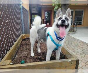 Akita-Unknown Mix Dogs for adoption in Redwood City, CA, USA
