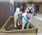 Small Akita Mix