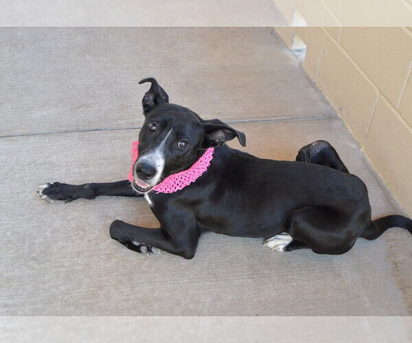 Medium Photo #2 Border Collie-Unknown Mix Puppy For Sale in McKinney, TX, USA
