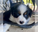 Small #16 Miniature Australian Shepherd