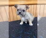 Small Photo #7 ShiChi Puppy For Sale in SAINT AUGUSTINE, FL, USA