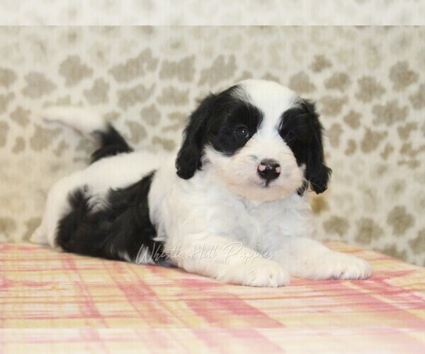 Medium Photo #1 Miniature Bernedoodle Puppy For Sale in DENVER, PA, USA