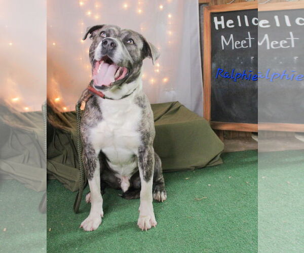 Medium Photo #1 Mutt Puppy For Sale in Crandall, GA, USA