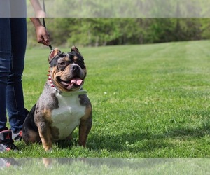 Father of the American Bully puppies born on 04/18/2024