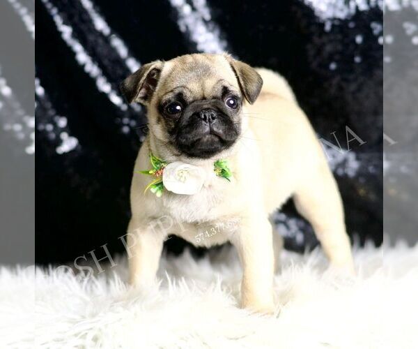 Medium Photo #2 Pug Puppy For Sale in WARSAW, IN, USA
