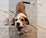 Small Photo #2 Beagle-Unknown Mix Puppy For Sale in Apple Valley, CA, USA