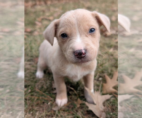 Medium Photo #3 Mutt Puppy For Sale in Brooklyn Center, MN, USA