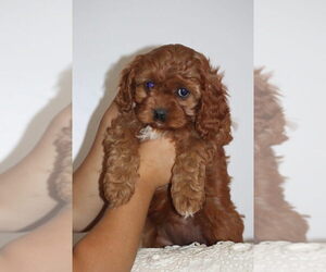 Cavapoo Puppy for sale in LOYAL, WI, USA