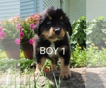 Puppy 1 Australian Retriever-Australian Shepherd Mix