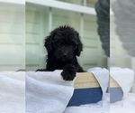 Small Photo #5 Goldendoodle Puppy For Sale in TAMPA, FL, USA