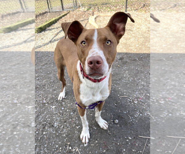 Medium Photo #11 Mutt Puppy For Sale in Elmsford, NY, USA