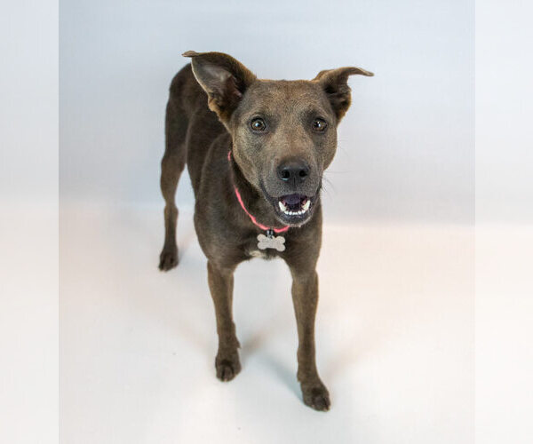 Medium Photo #6 Mutt Puppy For Sale in Kennesaw, GA, USA