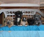 Small Photo #4 Boerboel Puppy For Sale in NOTTINGHAM, PA, USA