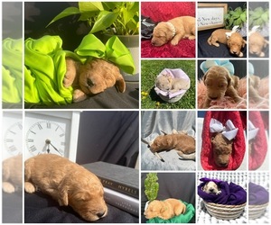 Goldendoodle Puppy for sale in MIDDLEBURG, PA, USA