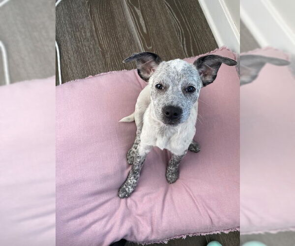 Medium Photo #3 Bluetick Coonhound-Unknown Mix Puppy For Sale in Springdale, PA, USA