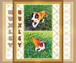 Small #15 American Pit Bull Terrier Mix