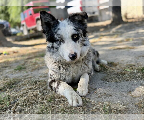 Medium Photo #3 Australian Shepherd-Unknown Mix Puppy For Sale in Paso Robles, CA, USA