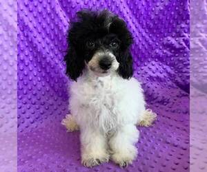 Poodle (Miniature) Puppy for sale in ARTHUR, IL, USA