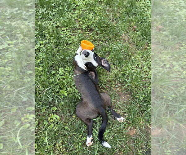Medium Photo #7 Boxer-Unknown Mix Puppy For Sale in Mooresville, NC, USA