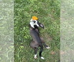 Small #6 Boxer Mix