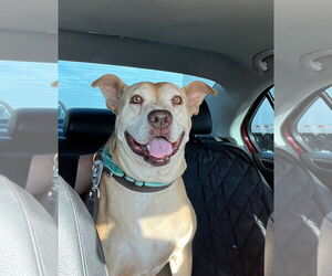 Missy - Female American Staffordshire Terrier-Unknown Mix Dog for Adoption - Photo #4