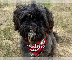 Maltese Dogs for adoption in Pueblo, CO, USA