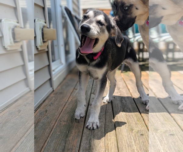 Medium Photo #2 German Shepherd Dog Puppy For Sale in Holly Springs, NC, USA