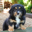 Small Photo #1 Bernedoodle-Poodle (Miniature) Mix Puppy For Sale in GAP, PA, USA