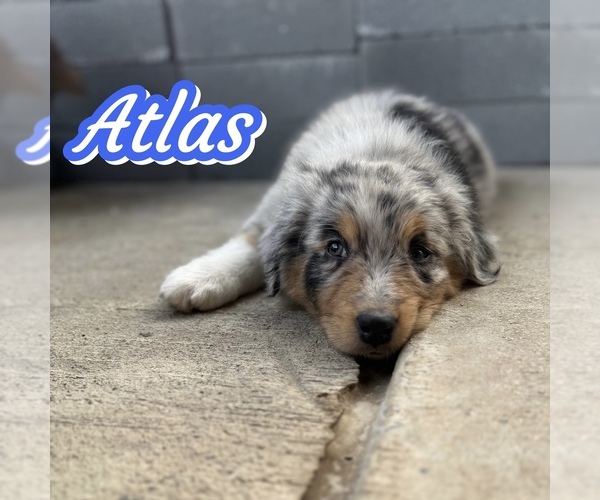 Medium Photo #2 Australian Shepherd Puppy For Sale in NEW BRAUNFELS, TX, USA