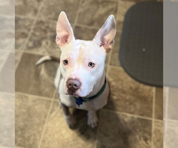 Medium Photo #3 American Pit Bull Terrier Puppy For Sale in Fargo, ND, USA