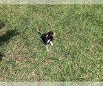 Small Photo #30 Beagle Puppy For Sale in COLDSPRING, TX, USA