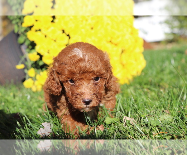 Medium Photo #2 Poodle (Miniature) Puppy For Sale in SHILOH, OH, USA