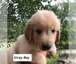 Small Photo #8 Golden Retriever Puppy For Sale in ROSANKY, TX, USA